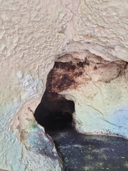 Artibeus jamaicensis