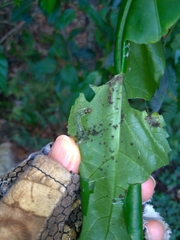 Haritalodes derogata