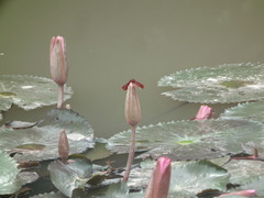 Neurothemis fulvia