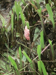Pomacea canaliculata