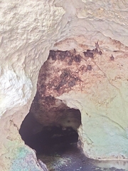 Artibeus jamaicensis