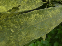 Capparidastrum petiolare