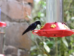 Boissonneaua jardini