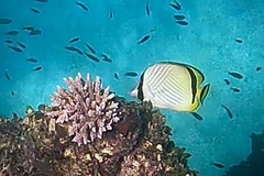 Chaetodon vagabundus