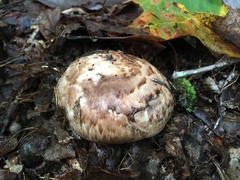 Tricholoma caligatum