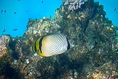 Chaetodon vagabundus