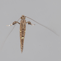 Caloptilia triadicae