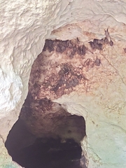 Artibeus jamaicensis