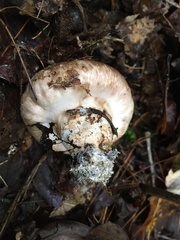 Tricholoma caligatum