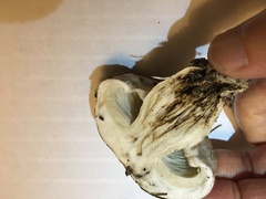 Tricholoma caligatum
