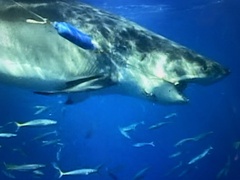 Carcharodon carcharias