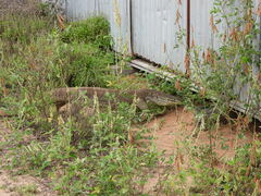 Varanus panoptes panoptes