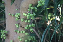 Ficus fistulosa