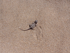 Tympanocryptis petersi