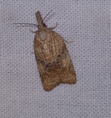Platynota flavedana