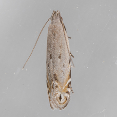 Battaristis concinnusella