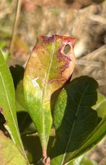 Aspilanta argentifera