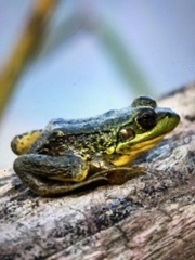Lithobates septentrionalis