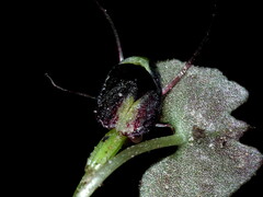 Corybas trilobus aggregate