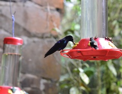 Boissonneaua jardini