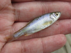 Cyprinella lutrensis