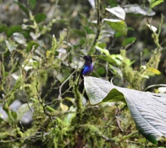 Boissonneaua jardini