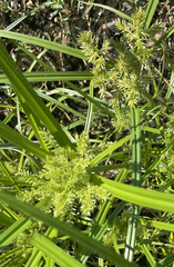 Cyperus erythrorhizos