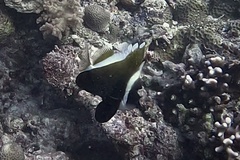 Heniochus varius