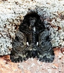 Chytonix palliatricula