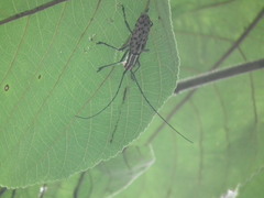 Macrochenus isabellinus