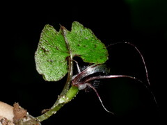Corybas trilobus aggregate