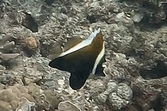 Heniochus varius