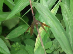 Neurothemis fulvia