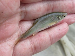 Cyprinella lutrensis