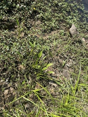 Sagittaria platyphylla