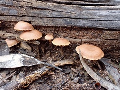 Tubariaceae