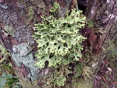 Lobaria pulmonaria