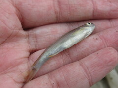 Cyprinella lutrensis