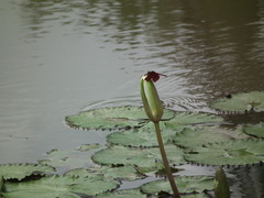 Neurothemis fulvia