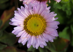 Erigeron glaucus
