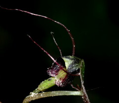 Corybas trilobus aggregate