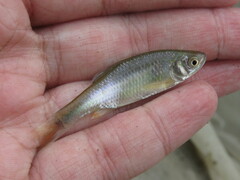 Cyprinella lutrensis