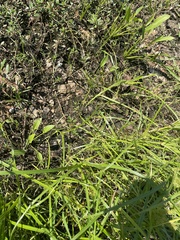 Sagittaria platyphylla