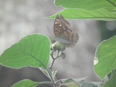 Rohana