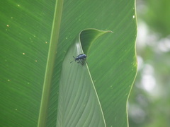 Chrysomeloidea