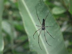 Nephila kuhli
