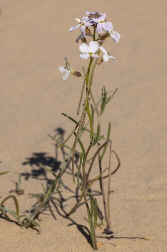 Blennodia pterosperma, 2022-08-16