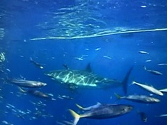 Carcharodon carcharias
