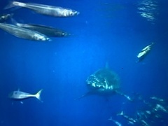 Carcharodon carcharias