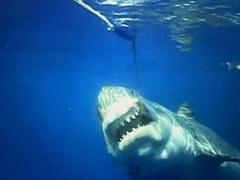 Carcharodon carcharias